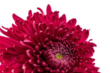 Beyaz arka planda kırmızı kasımpatı çiçeği kırpma yolu ile izole edilmiş. Dahlia, Kasımpatı çiçeği