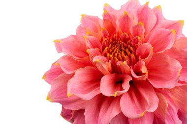 Pembe, sarı ve beyaz yıldız çiçeği makro fotoğrafı. Işığı vurgulayan renkli resim farklı renkler ve sarı beyaz röfleler. 