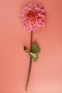 Pembe, sarı ve beyaz yıldız çiçeği makro fotoğrafı. Işığı vurgulayan renkli resim farklı renkler ve sarı beyaz röfleler. 