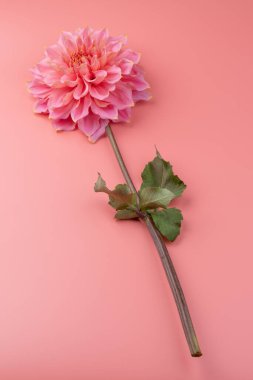 Pembe, sarı ve beyaz yıldız çiçeği makro fotoğrafı. Işığı vurgulayan renkli resim farklı renkler ve sarı beyaz röfleler. 