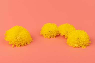 Pembe üzerine sarı kasımpatı. Mutlu Paskalyalar ya da bahar arkaplanı. Kopya alanı ile şenlikli konsept.