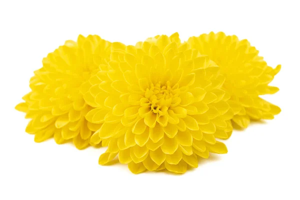 Beautiful Yellow Daisy Looking Sunflower Isolated White Background Gerbera Daisy — 图库照片