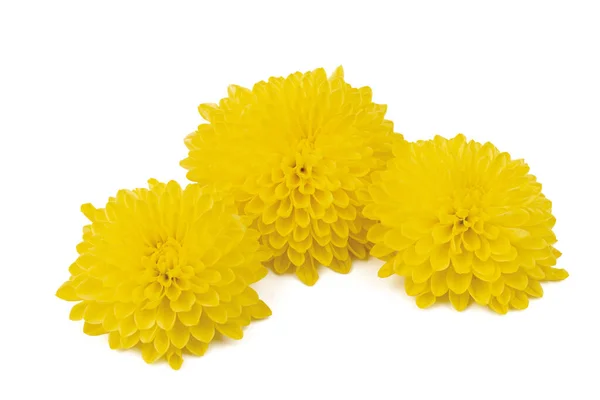 美丽的黄色雏菊看起来像一朵孤立在白色背景上的向日葵 Gerbera菊花 — 图库照片