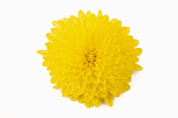 Beautiful Yellow Daisy Looking Sunflower Isolated White Background Gerbera Daisy — Fotografia de Stock