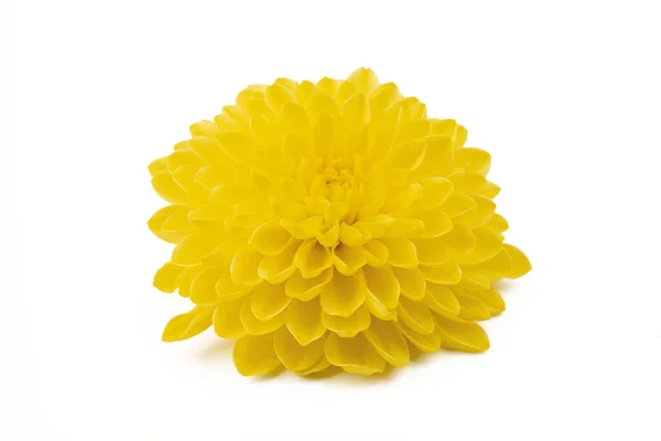 Beautiful Yellow Daisy Looking Sunflower Isolated White Background Gerbera Daisy — 图库照片