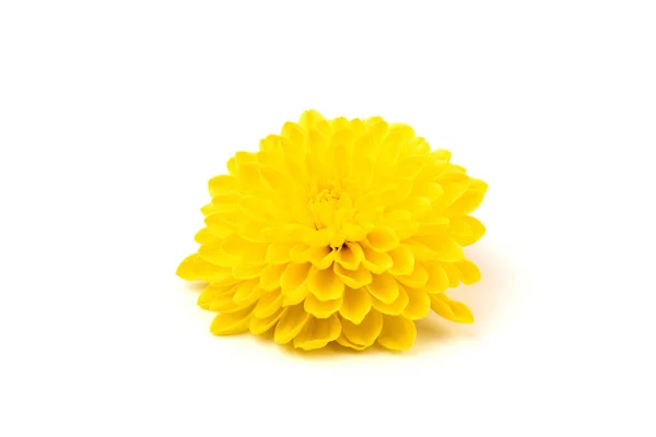 Beautiful Yellow Daisy Looking Sunflower Isolated White Background Gerbera Daisy — 图库照片