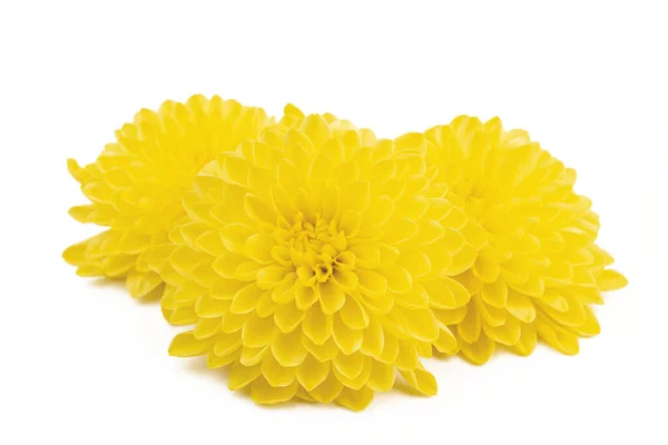 Beautiful Yellow Daisy Looking Sunflower Isolated White Background Gerbera Daisy — 图库照片