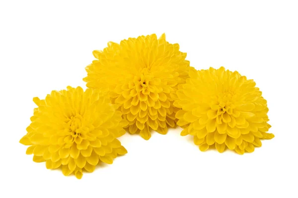 美丽的黄色雏菊看起来像一朵孤立在白色背景上的向日葵 Gerbera菊花 — 图库照片