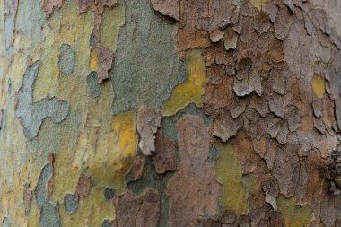 Platanus ağacının kabuğunun dokusu. Avrupa Platanus Ağacı 'nın Karakteristik Kabuğu 