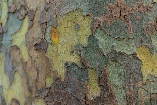 Texture Bark Platanus Tree Characteristic Bark European Platanus Tree — Stock Fotó