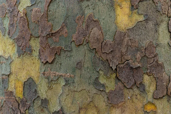 プラタナスの木の樹皮の質感 ヨーロッパ プラタナスの特徴的な樹皮 — ストック写真
