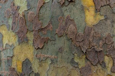 Platanus ağacının kabuğunun dokusu. Avrupa Platanus Ağacı 'nın Karakteristik Kabuğu 