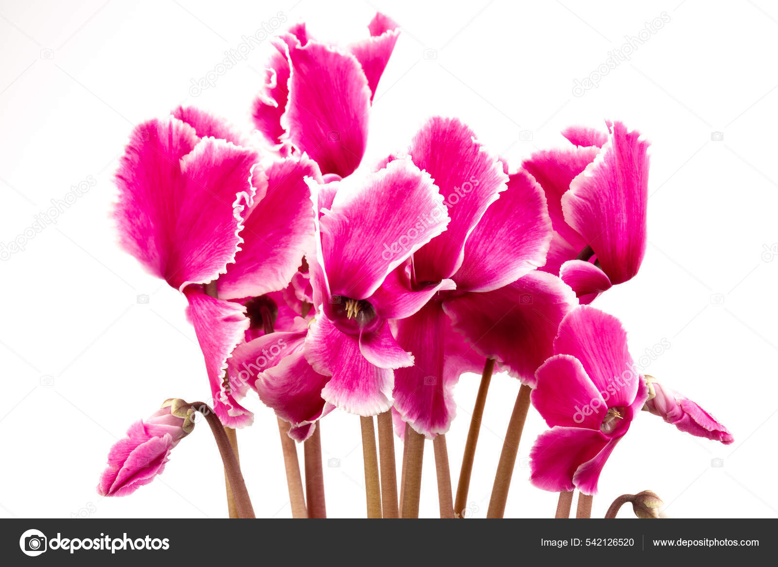 Cyclamen Merah Muda Diisolasi Pada Foto Latar Belakang Putih Batang — Stok  Foto © Olga_Shestakova #542126520