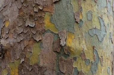 Platanus ağacının kabuğunun dokusu. Avrupa Platanus Ağacı 'nın Karakteristik Kabuğu 