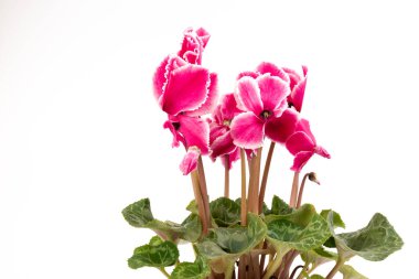 Pembe siklamen beyaz arka plan fotoğrafında izole edilmiş. Tek gövdeli lob bükülmesi Pembe ve beyaz çiçekler açar.
