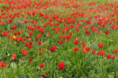 Tarlada güzel kırmızı laleler. Çiçek arka planı.