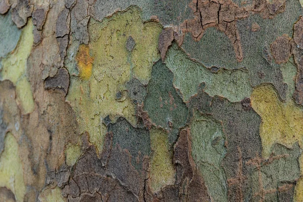 Texture Bark Platanus Tree Characteristic Bark European Platanus Tree — Stock Photo, Image