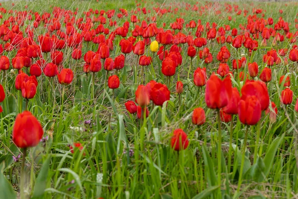 Piękne Czerwone Tulipany Polu Tło Kwiatowe — Zdjęcie stockowe