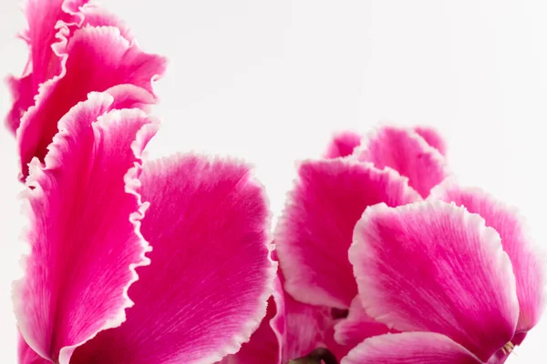 白い背景の写真に孤立したピンクのシクラメン 単茎ローブツイストピンクと白の花が咲きます — ストック写真