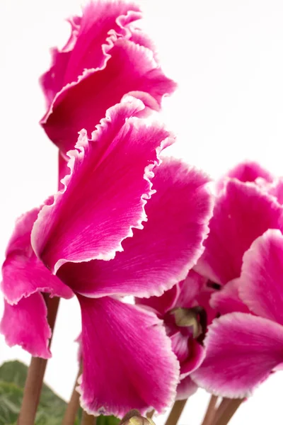 白い背景の写真に孤立したピンクのシクラメン 単茎ローブツイストピンクと白の花が咲きます — ストック写真