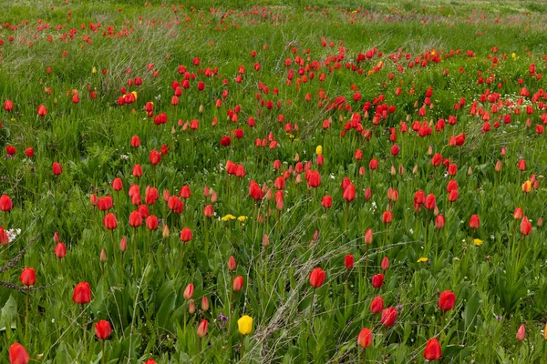 Bellissimi Tulipani Rossi Campo Fondo Floreale — Foto Stock