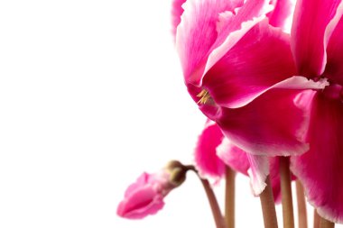 Pembe siklamen beyaz arka plan fotoğrafında izole edilmiş. Tek gövdeli lob bükülmesi Pembe ve beyaz çiçekler açar.