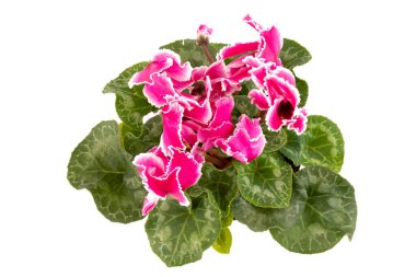 Pembe siklamen beyaz arka plan fotoğrafında izole edilmiş. Tek gövdeli lob bükülmesi Pembe ve beyaz çiçekler açar.