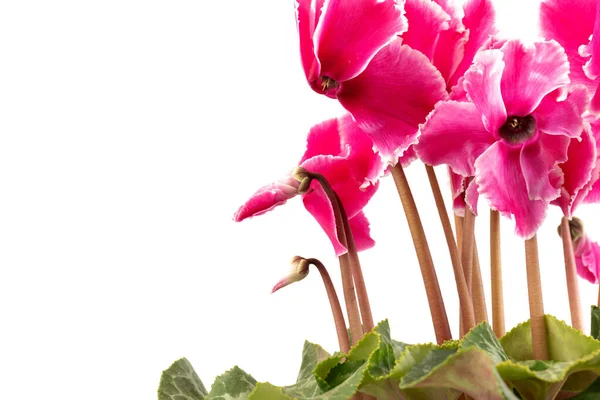 Rosa Cyclamen Isoliert Auf Weißem Hintergrund Foto Blühen Rosa Und — Stockfoto