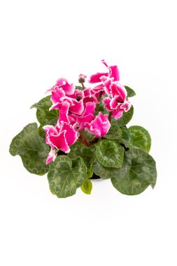 Pembe siklamen beyaz arka plan fotoğrafında izole edilmiş. Tek gövdeli lob bükülmesi Pembe ve beyaz çiçekler açar.