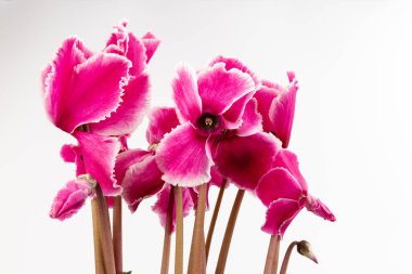 Pembe siklamen beyaz arka plan fotoğrafında izole edilmiş. Tek gövdeli lob bükülmesi Pembe ve beyaz çiçekler açar.