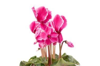 Pembe siklamen beyaz arka plan fotoğrafında izole edilmiş. Tek gövdeli lob bükülmesi Pembe ve beyaz çiçekler açar.
