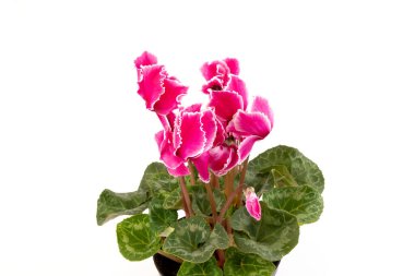 Pembe siklamen beyaz arka plan fotoğrafında izole edilmiş. Tek gövdeli lob bükülmesi Pembe ve beyaz çiçekler açar.