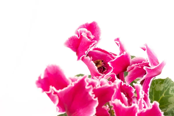Cyclamen Rose Isolé Sur Fond Blanc Photo Lobe Simple Tige — Photo