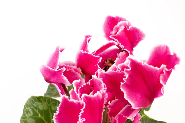 Рожевий Цикламен Ізольований Білому Тлі Фотографії Рожеві Білі Квіти Цвітуть — стокове фото