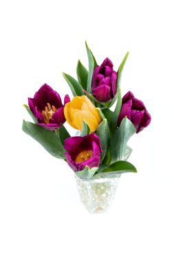 Beyaz arka planda anneler günü için güzel mor, sarı laleler. Bahar arkaplanı. 