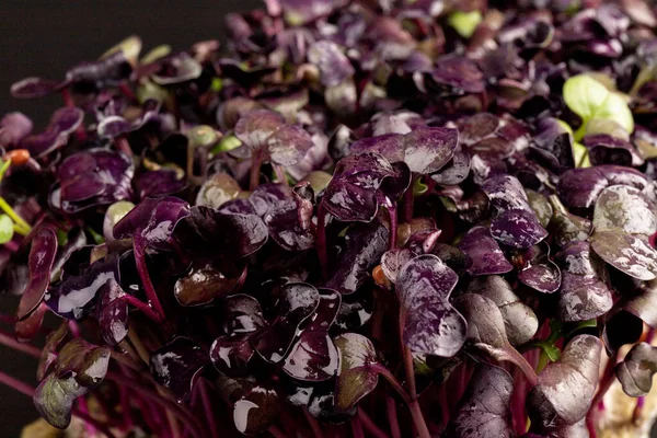 Close-up of radish Micro herbs - green leaves and purple stems. Sprouting Microgreens. Seed Germination at home. Vegan and healthy eating concept. Sprouted Radish Seeds, Micro greens. Growing sprouts.