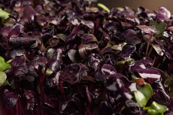 Close-up of radish Micro herbs - green leaves and purple stems. Sprouting Microgreens. Seed Germination at home. Vegan and healthy eating concept. Sprouted Radish Seeds, Micro greens. Growing sprouts.