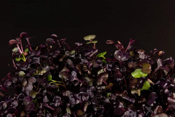 Close-up of radish Micro herbs - green leaves and purple stems. Sprouting Microgreens. Seed Germination at home. Vegan and healthy eating concept. Sprouted Radish Seeds, Micro greens. Growing sprouts.