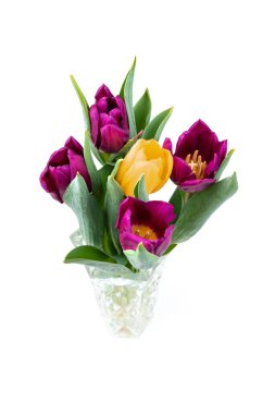 Beyaz arka planda anneler günü için güzel mor, sarı laleler. Bahar arkaplanı. 