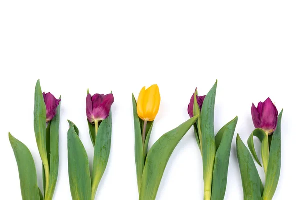 Beautiful Fresh Purple Yellow Tulips Mother Day White Background Spring — Stock Photo, Image
