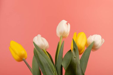 Kopya alanı olan laleleri yukarıdan görüntüle. Kadınlar Günü için arka plan, 8 Mart Sevgililer Günü, 14 Şubat. Düz yatış stili, üst görünüm, model, şablon, genel giderler. Tebrik kartı