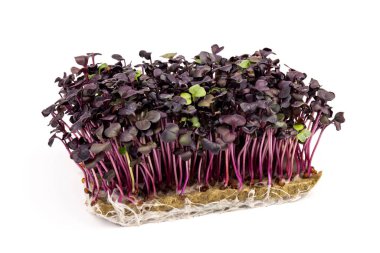 Beyaz arka planda taze mor turp filizleri. Mikroçimler. Vegan ve sağlıklı beslenme konsepti. 