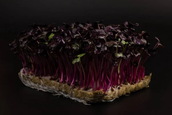 Close-up of radish Micro herbs - green leaves and purple stems. Sprouting Microgreens. Seed Germination at home. Vegan and healthy eating concept. Sprouted Radish Seeds, Micro greens. Growing sprouts.