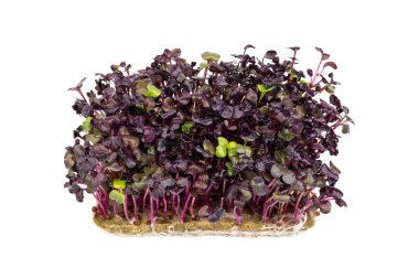 Beyaz arka planda taze mor turp filizleri. Mikroçimler. Vegan ve sağlıklı beslenme konsepti. 