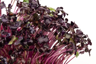 Beyaz arka planda taze mor turp filizleri. Mikroçimler. Vegan ve sağlıklı beslenme konsepti. 