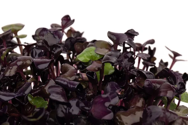 Fresh Purple Radish Sprouts White Background Microgreens Vegan Healthy Eating Stock Image
