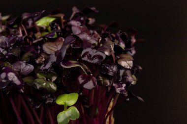 Siyah arka planda taze mor turp filizleri. Mikroçimler. Vegan ve sağlıklı beslenme konsepti. 