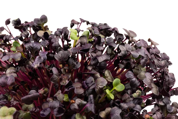 白を背景に新鮮な紫大根の芽 マイクログリーンだ ビーガン ヘルシーな食事のコンセプト — ストック写真