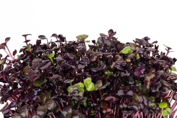 Verse Paarse Radijsjes Witte Achtergrond Microgreens Veganistisch Gezond Eetconcept Stockfoto