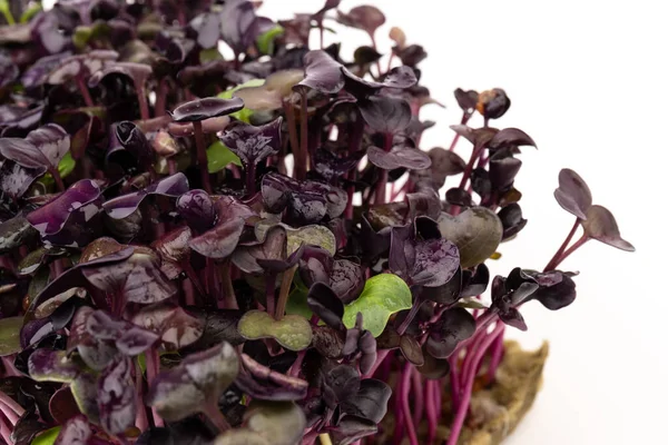 Brotos Rabanete Roxo Fresco Fundo Branco Microgreens Vegan Conceito Alimentação Fotos De Bancos De Imagens Sem Royalties